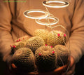 Glint Angel Plant Light 3 Ring (Sunlight)
