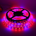 Glint LED Grow Strip Light 5 Meters, Full-Spectrum Plant Growing Strip